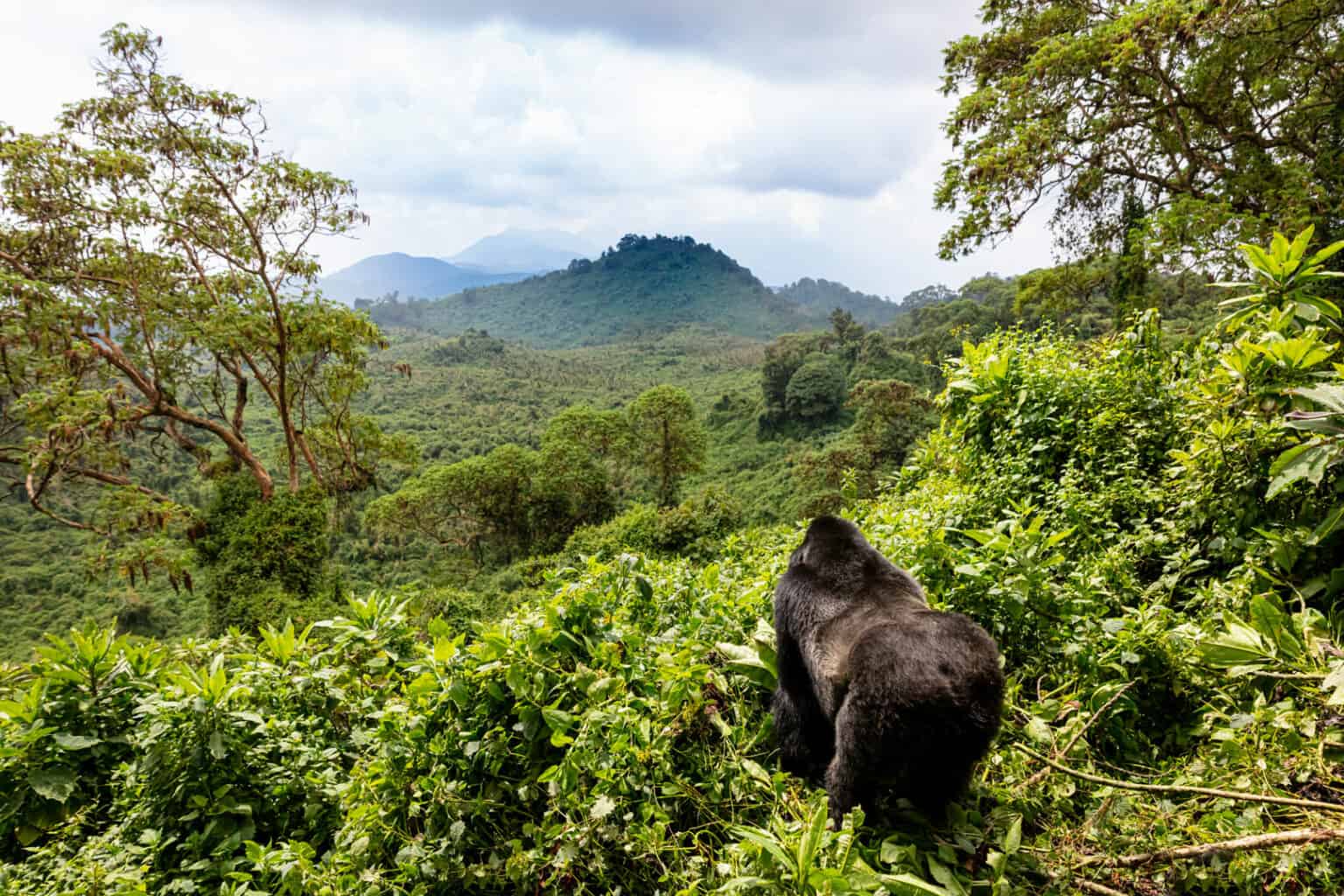 Gorilla Trekking in Uganda & Rwanda, Bwindi Forest, Gorilla Safari Tours Zain & Zainy Travel